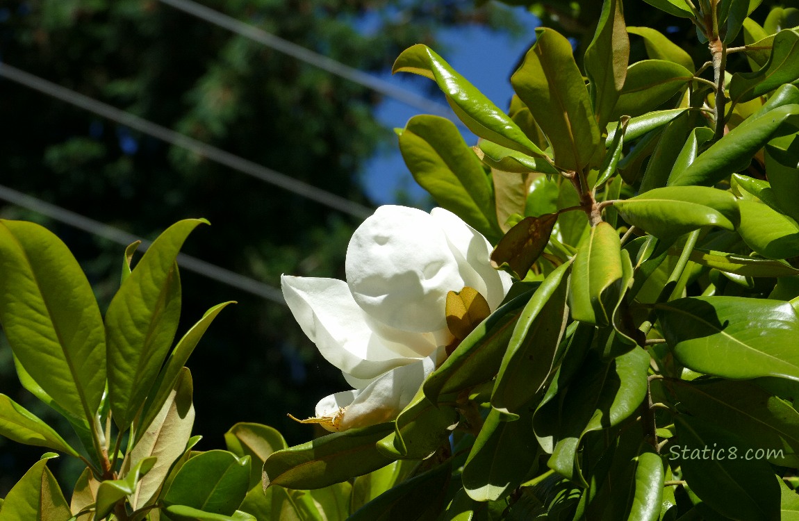 White Magnolia bloom on the tree with green leaves