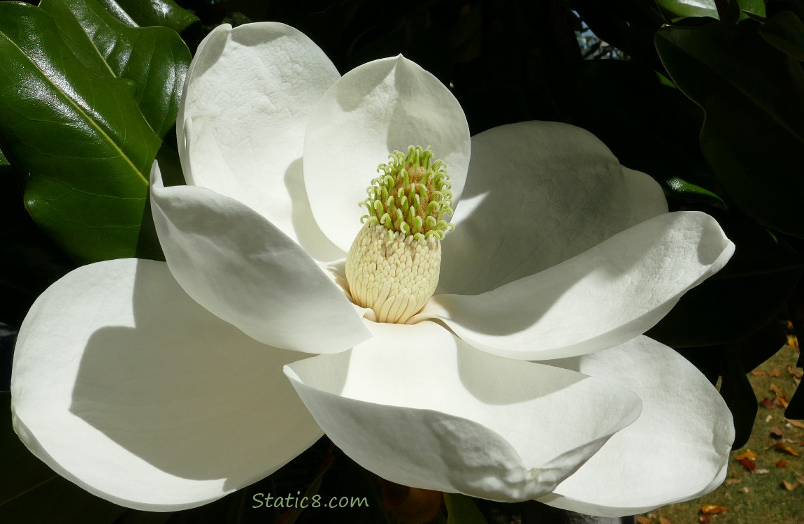 Magnolia bloom