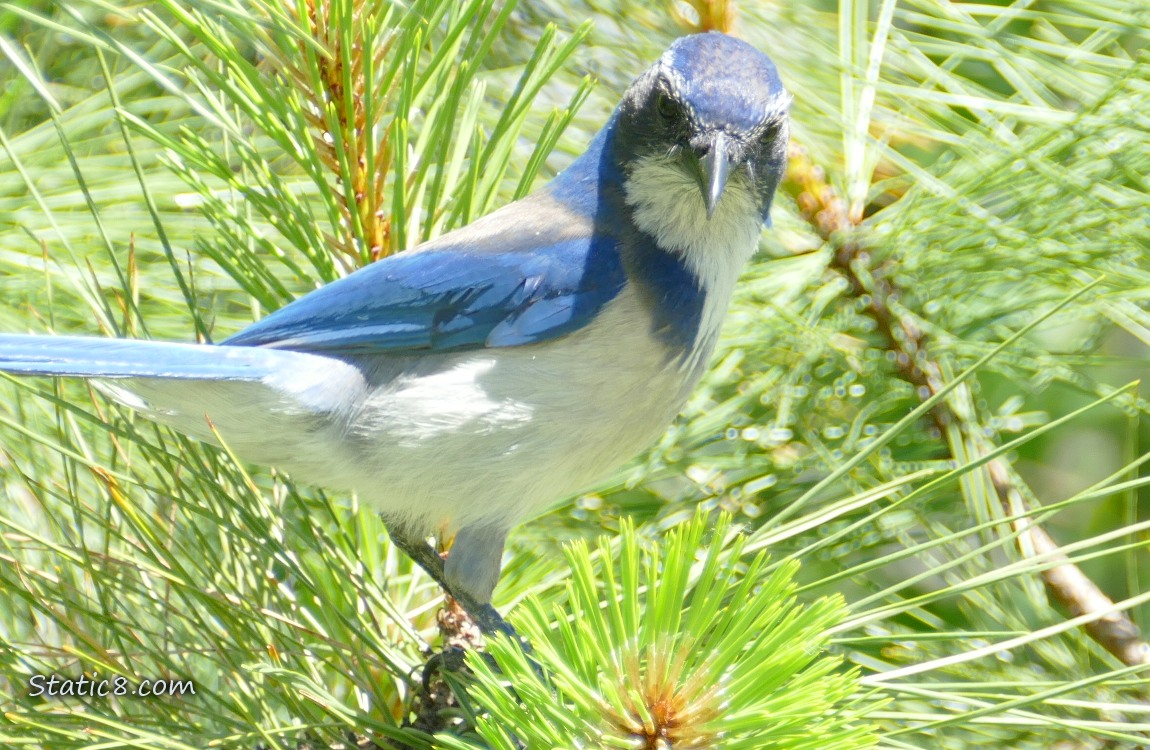 Scrub Jay standing in a pine tree with green pine needles all around