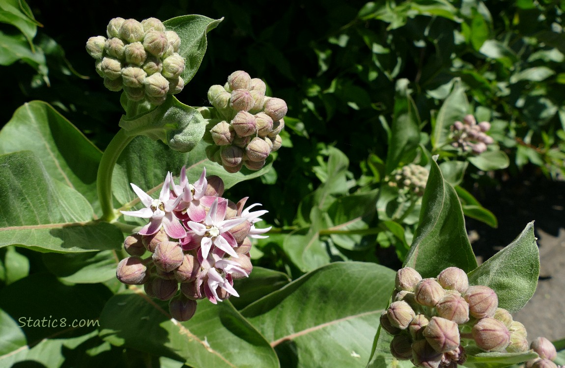 Showy Milkweed blooms and buds and green leaves