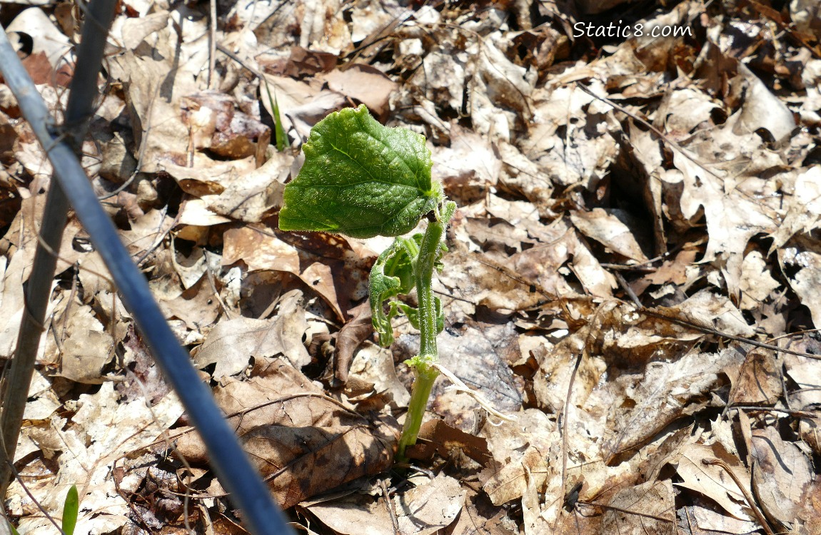 part of a cucumber leaf growing from a mangled stem