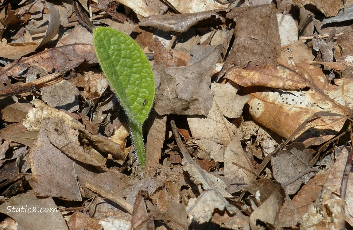 Green leaf of comfrey coming up thru the leaves on the ground