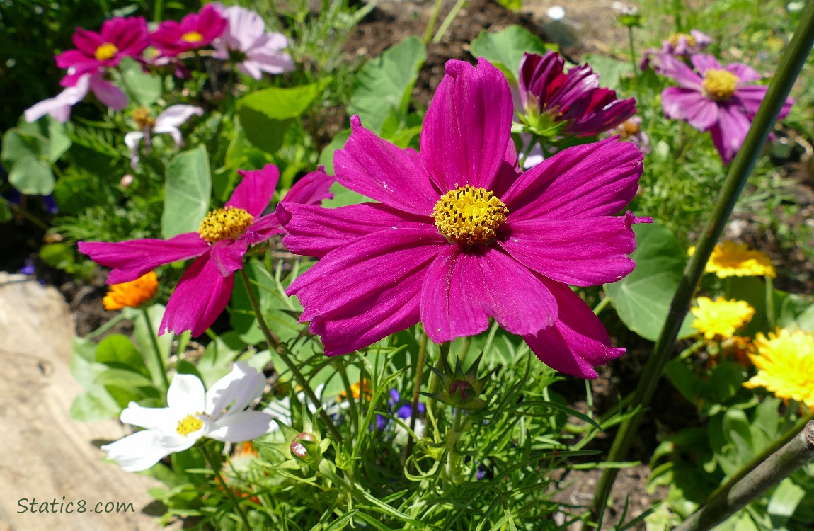 Dark pink Cosmos blooms