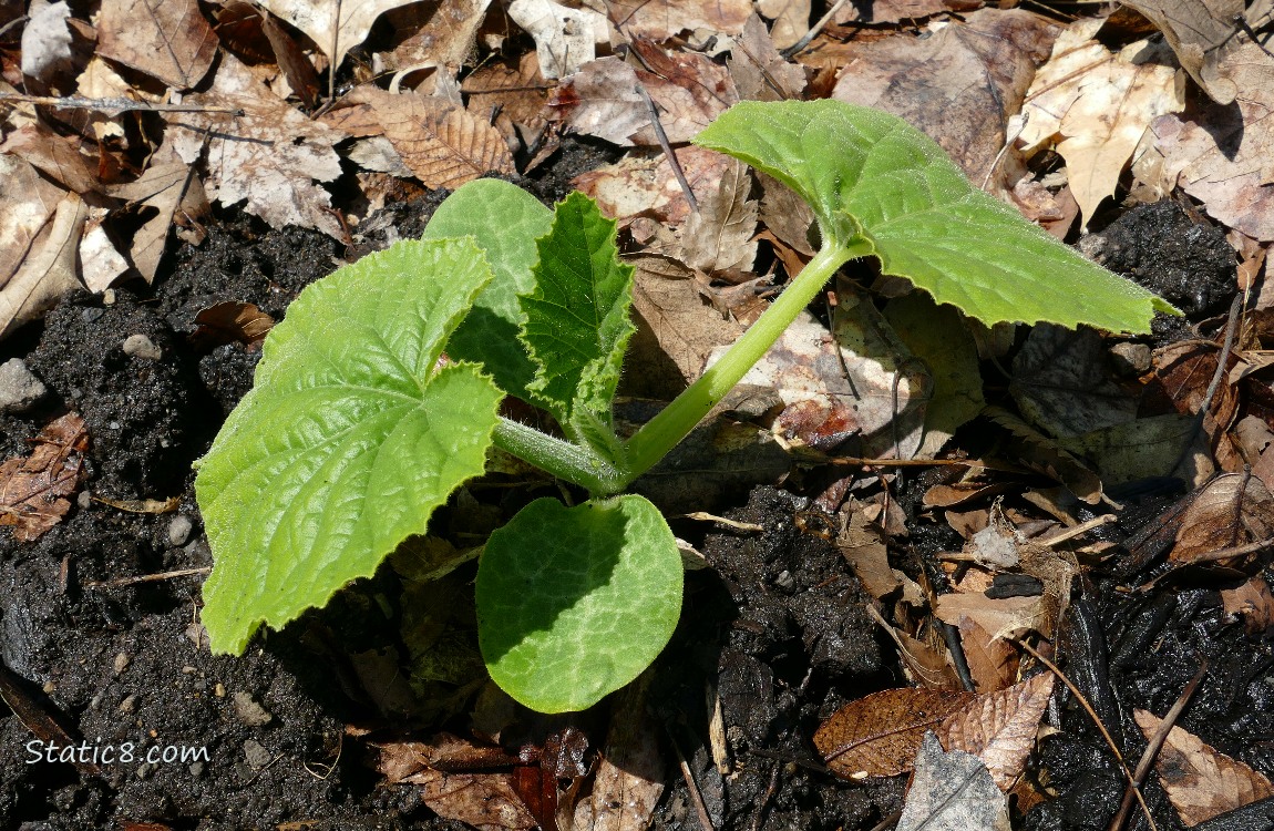 Small squash plant growing in the dirt