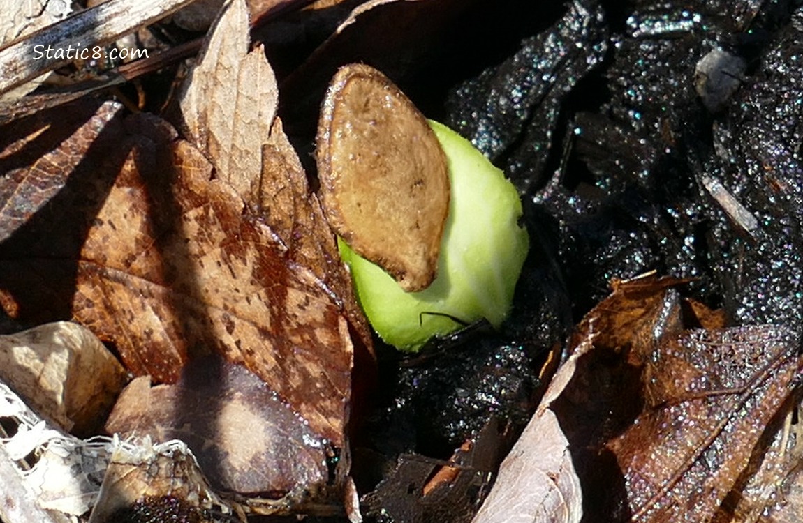 squash seed germinating in the ground