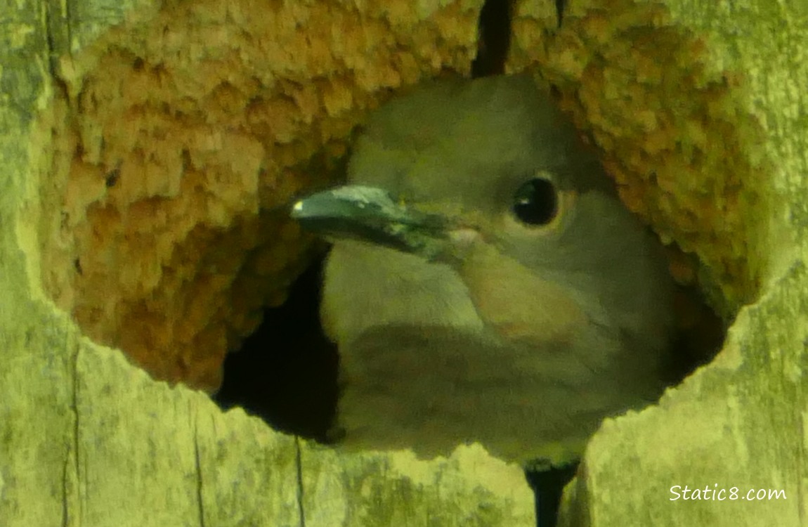 Flicker baby looking out from the nest hole.