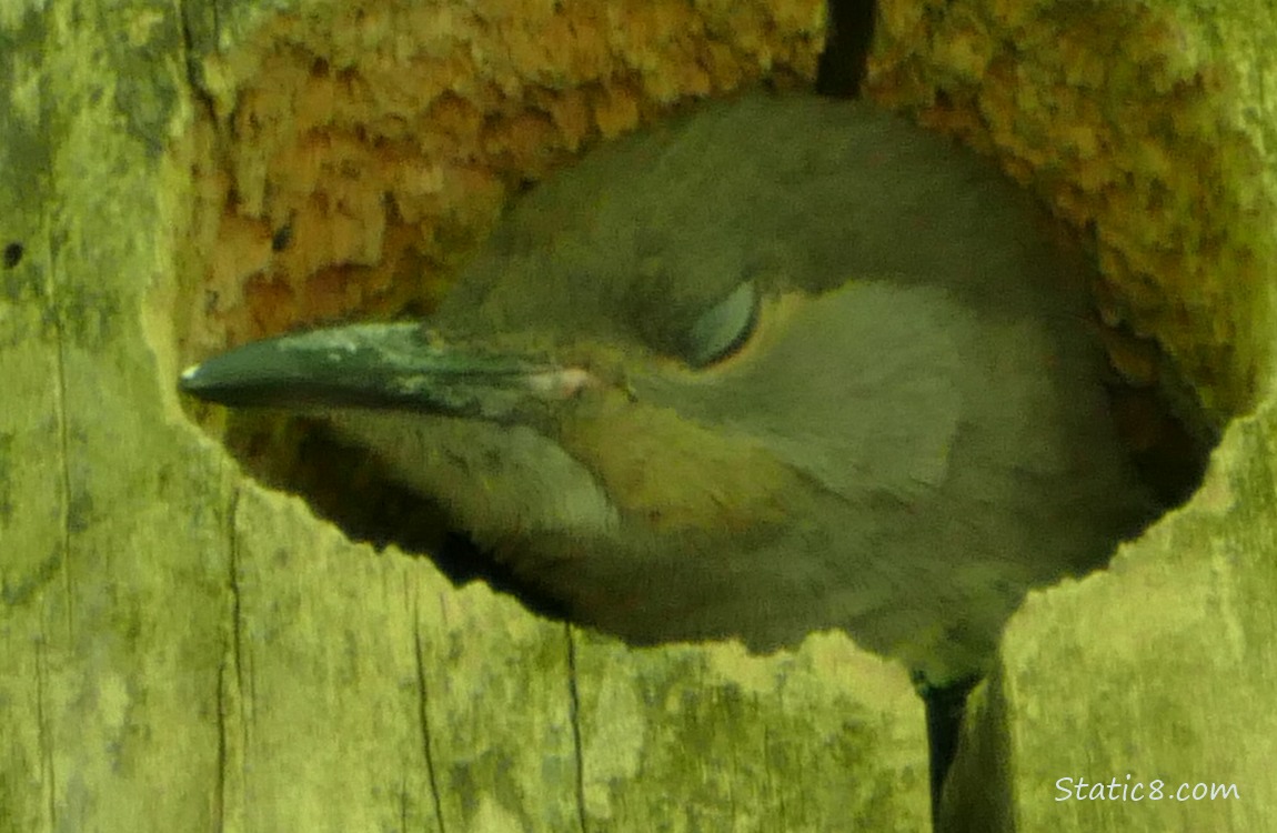 Flicker baby looking out from the nest hole, eye closed