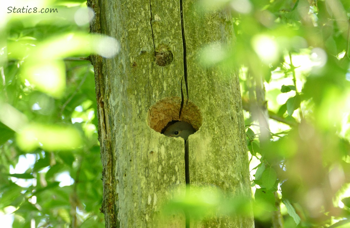 Flicker baby peeking out from the nest hole