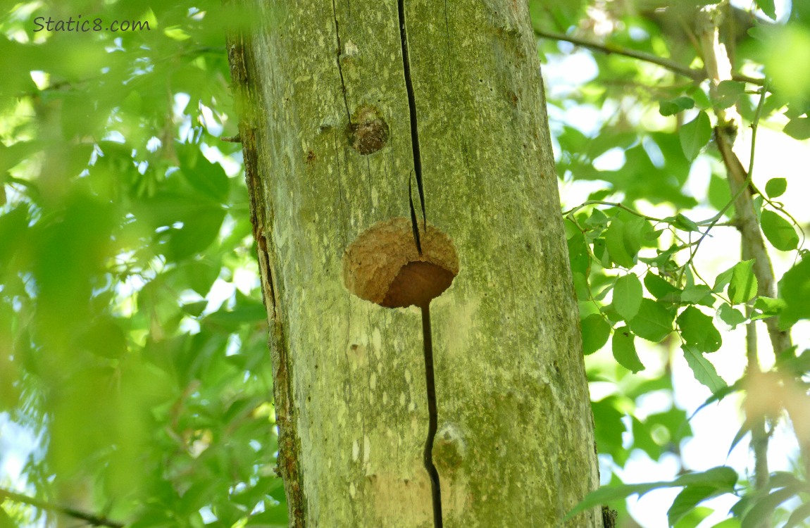 Flicker nest hold in a dead tree trunk