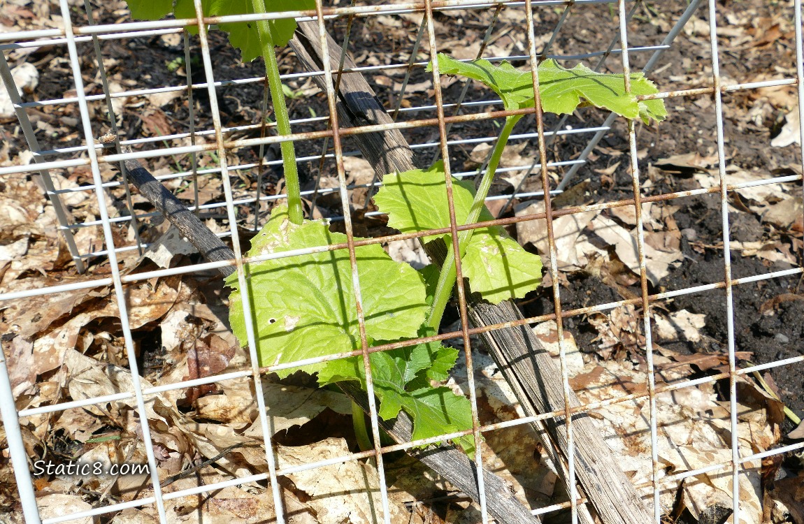 Squash plant growing under a metal grid