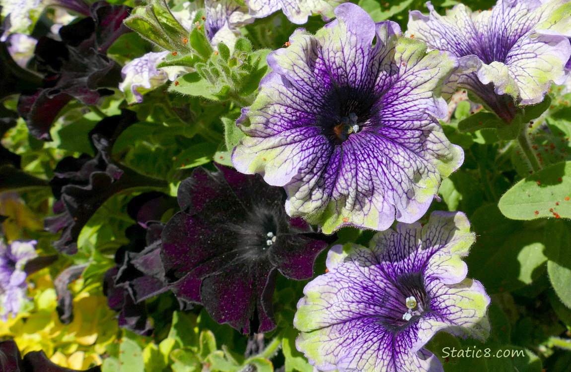 Black and purple Pansy blooms