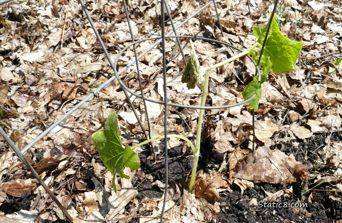dying squash plant