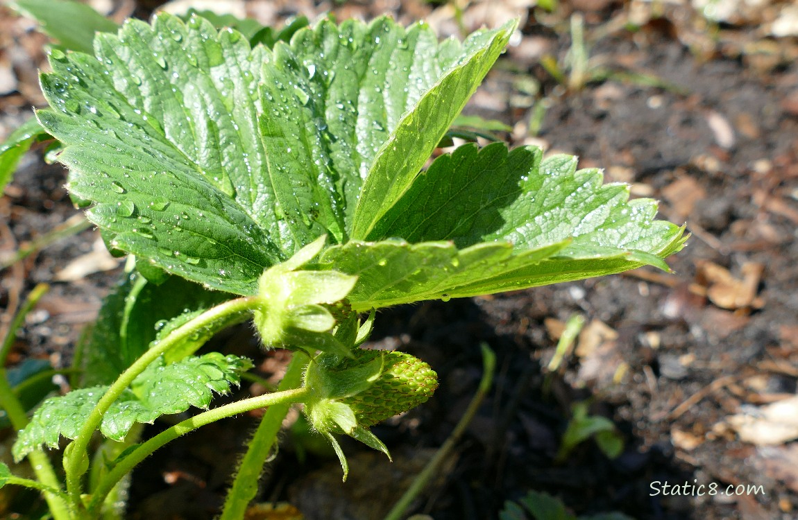 Strawberry fruit ripening on the plant