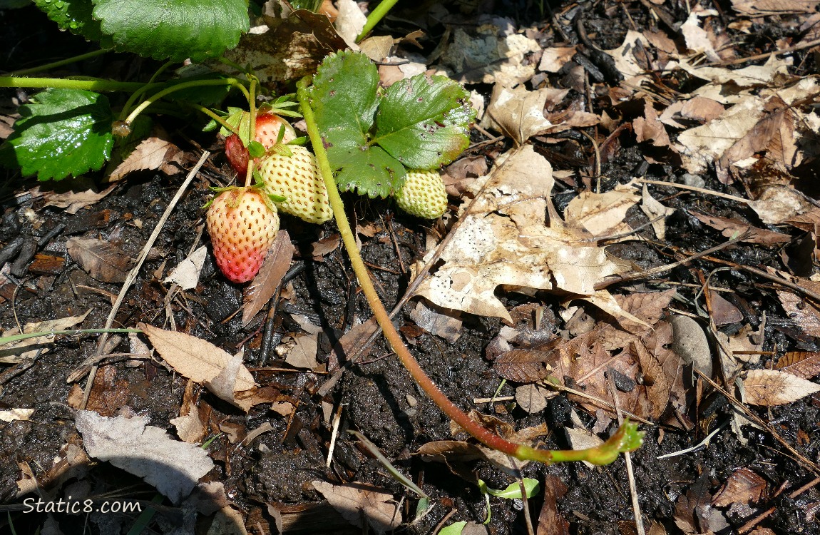 Strawberry plant with green fruits and a runner