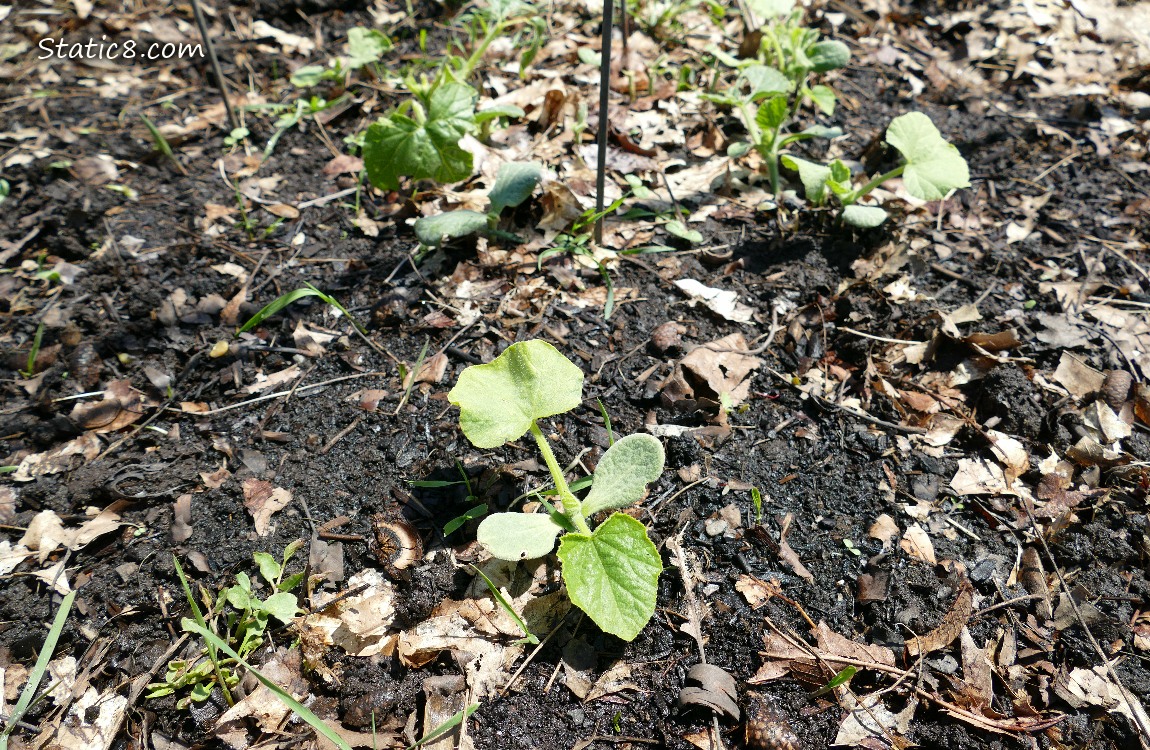 Small squash plants growing in the dirt