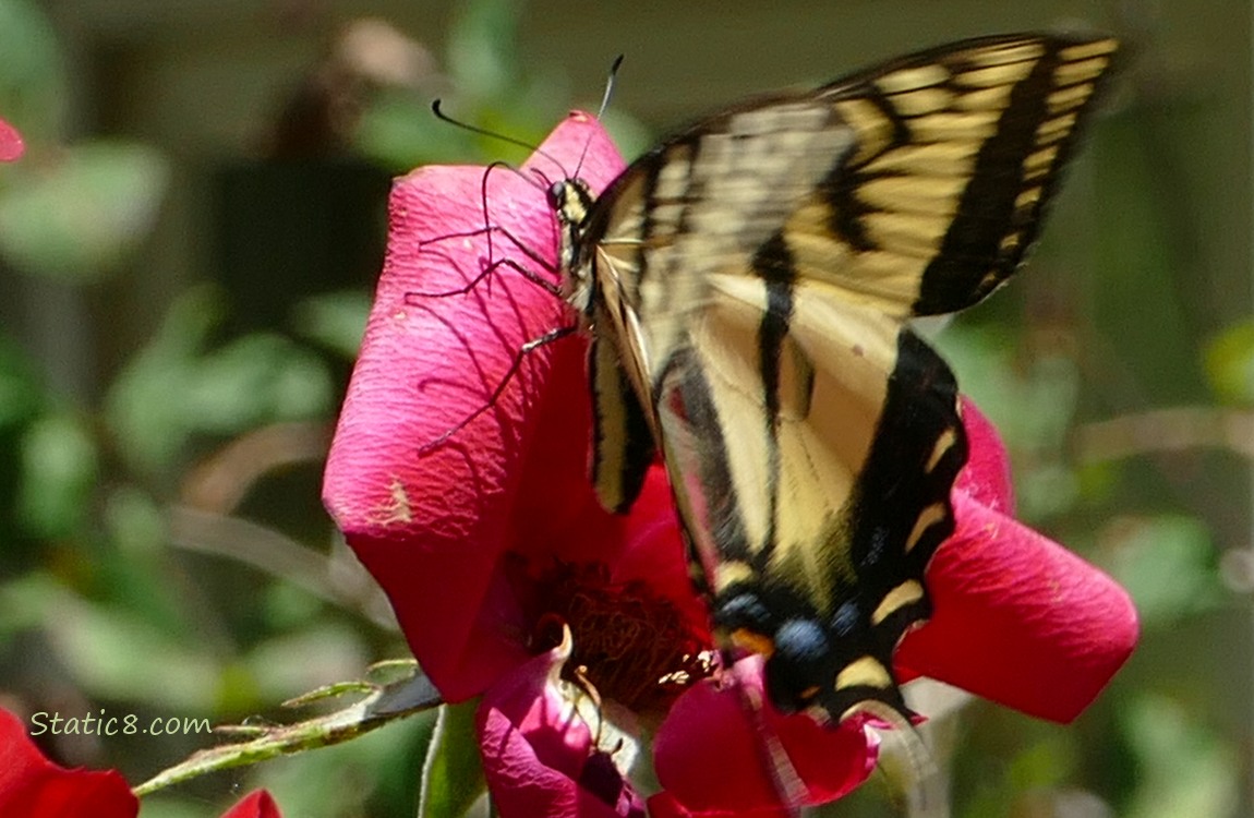 Butterfly beating her wings on a spent rose