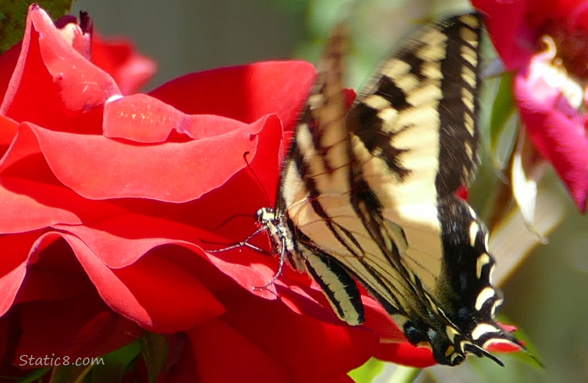 Butterfly standing on a red rose