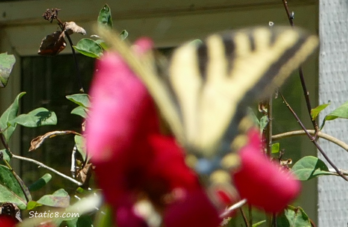 Blurry butterfly