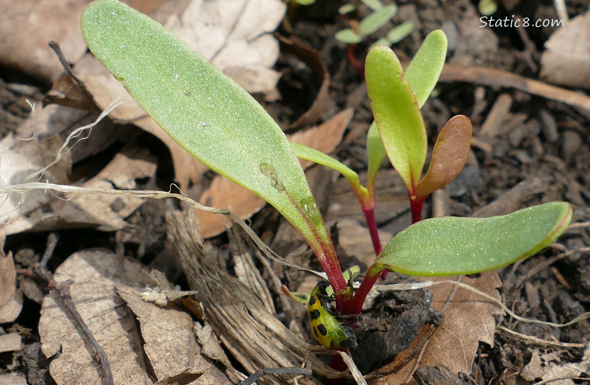 Beet seedlings with a beetle walking on them