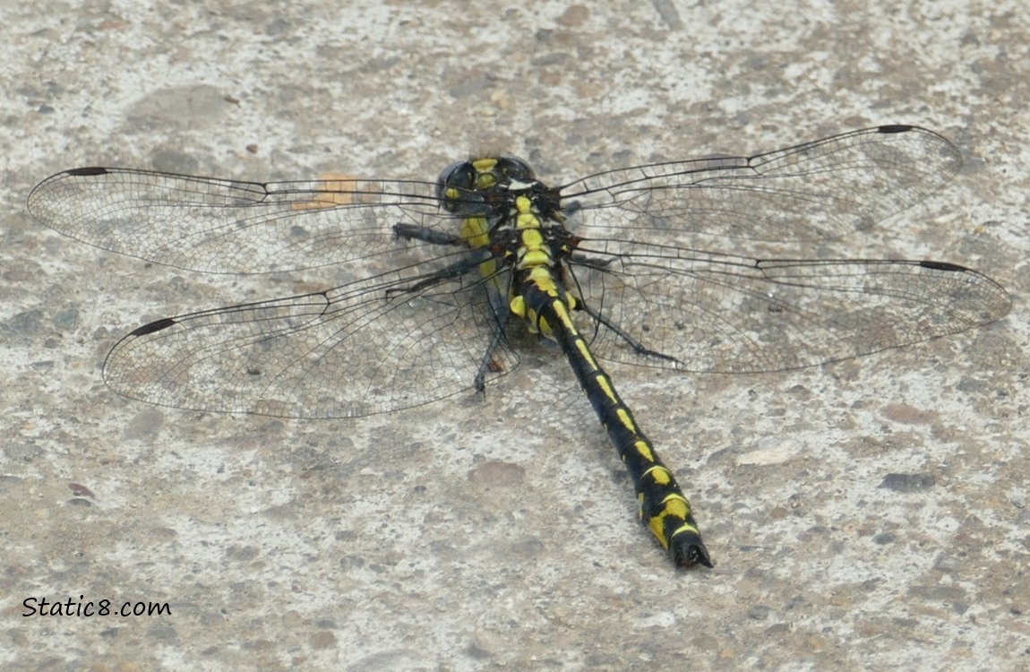 Yellow and black dragonfly standing on the path