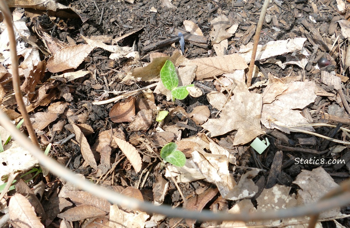 tiny squash seedlings pushing out of the dirt
