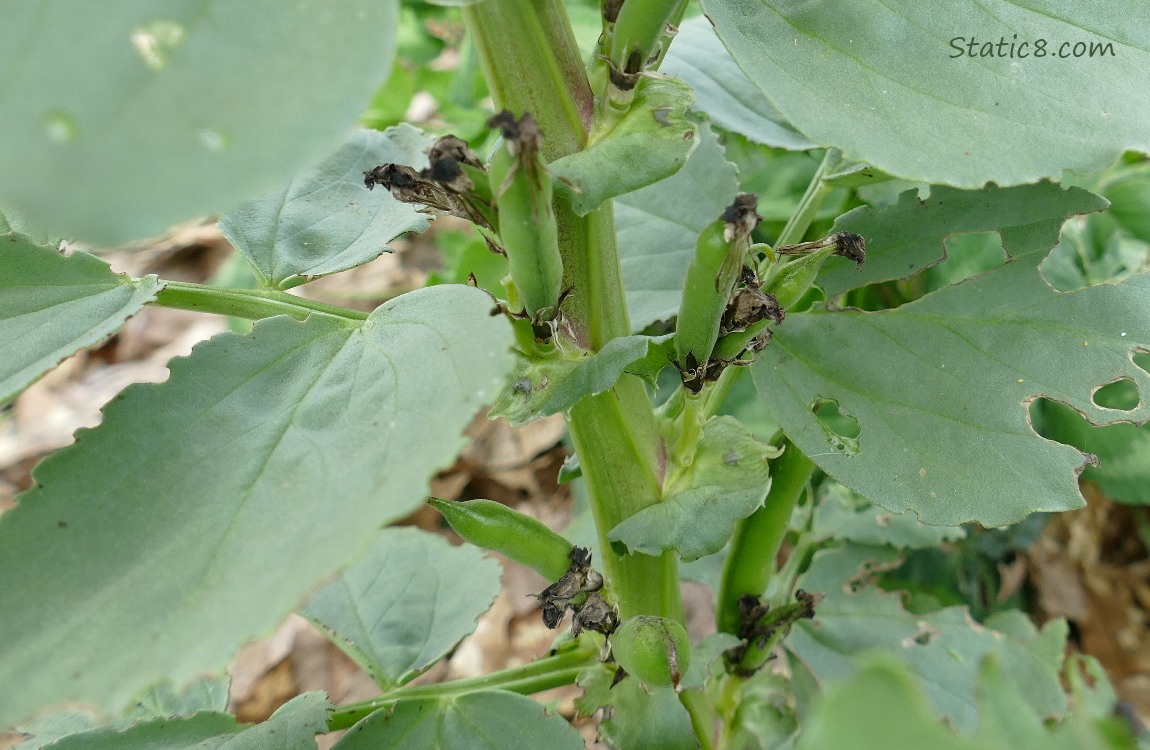 Fava beans growing on the stalk