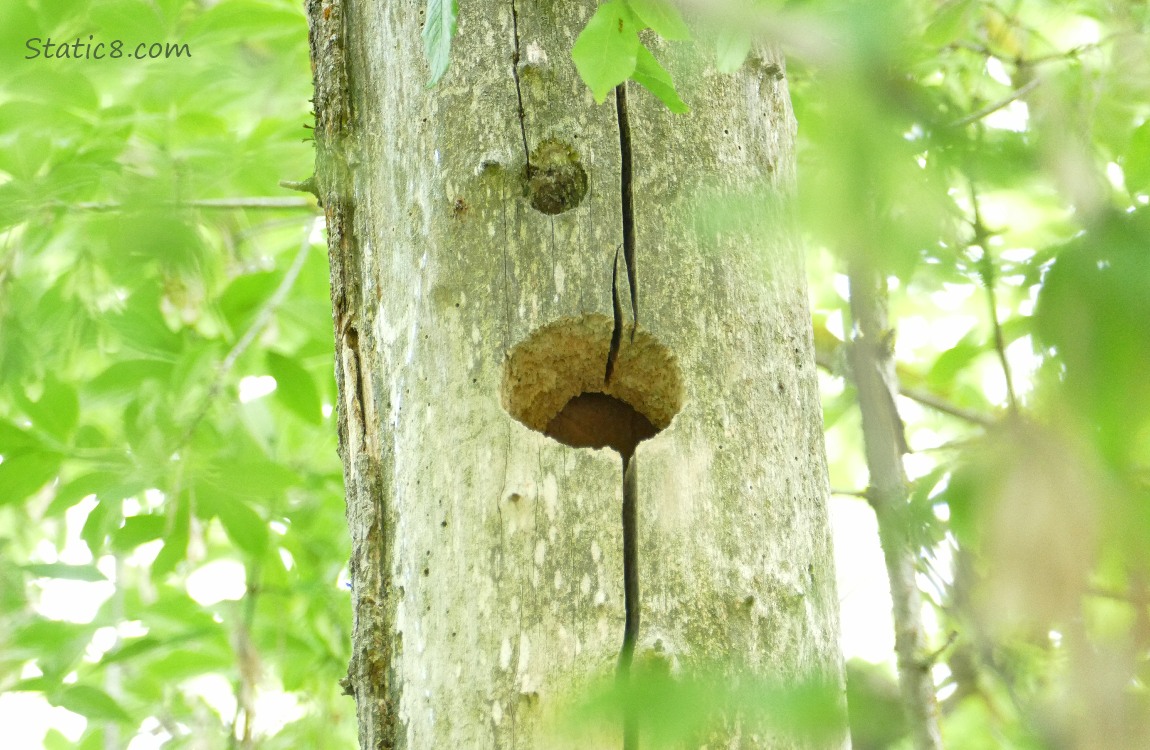 Woodpecker hole in a dead tree trunk