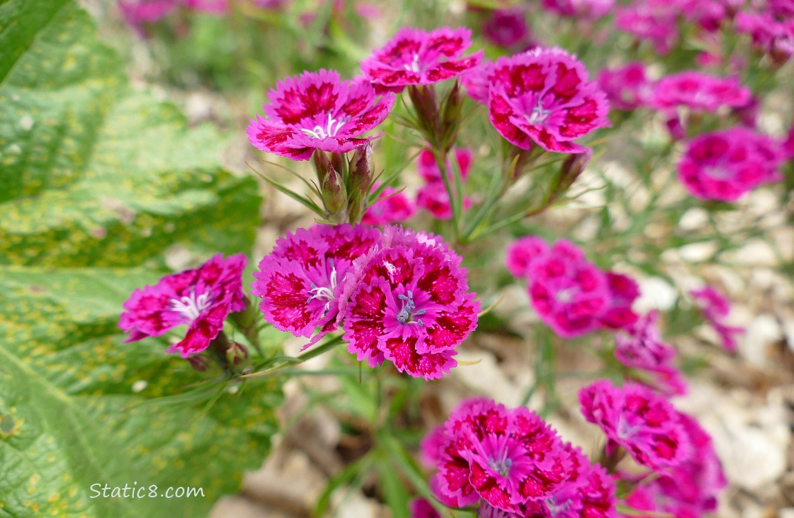 Dark pink Garden Pink blooms