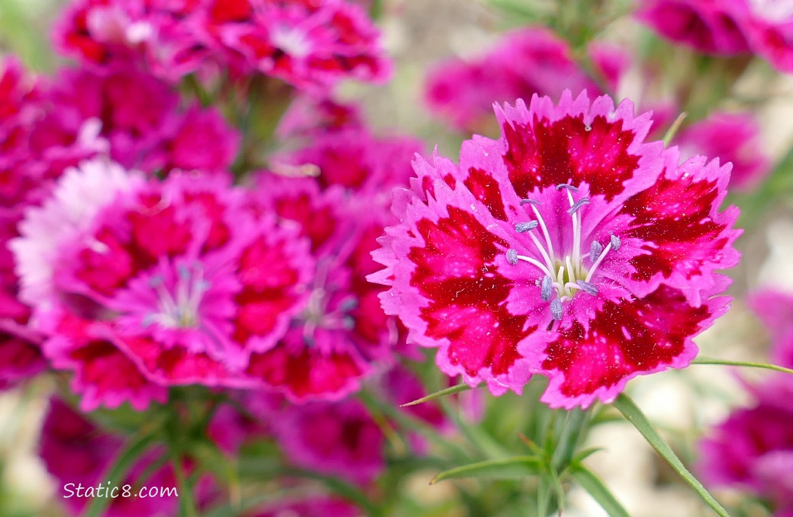 Dark pink Garden Pink blooms