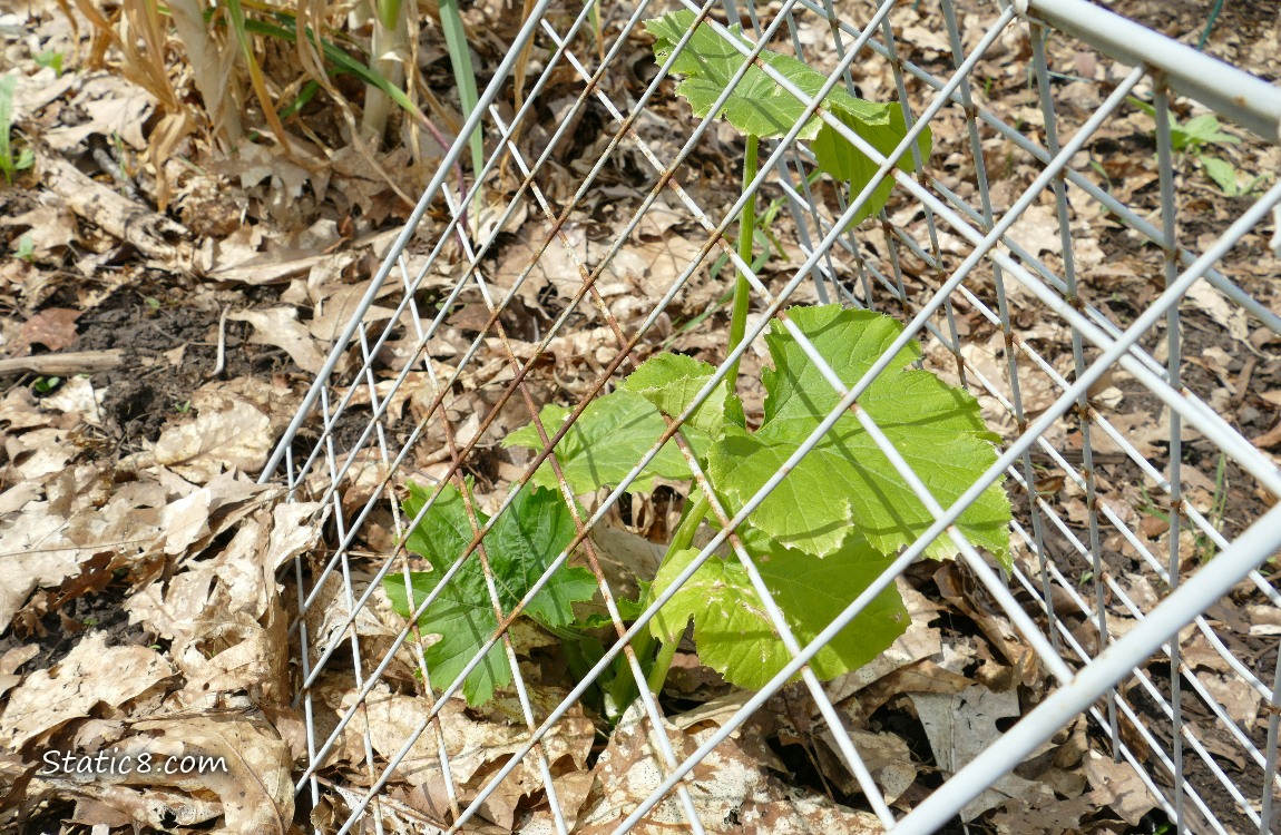 Squash plant under a metal grid