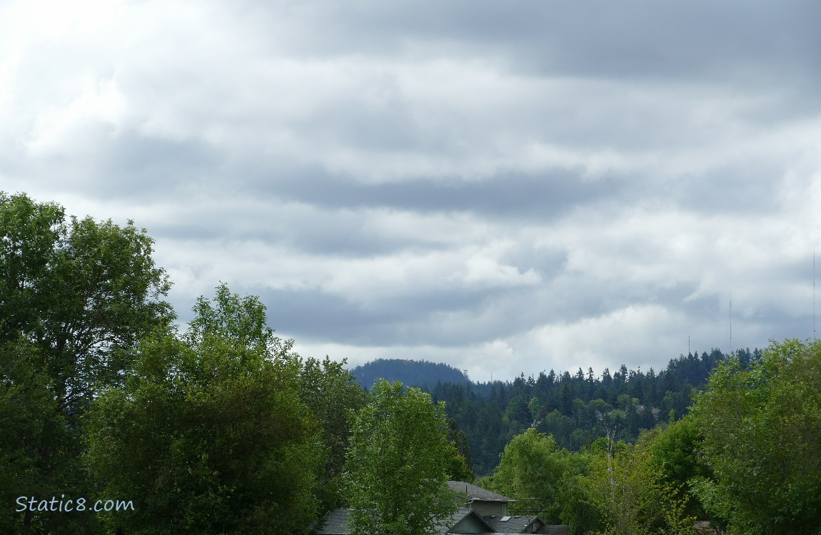 Trees on the hill under a cloudy sky