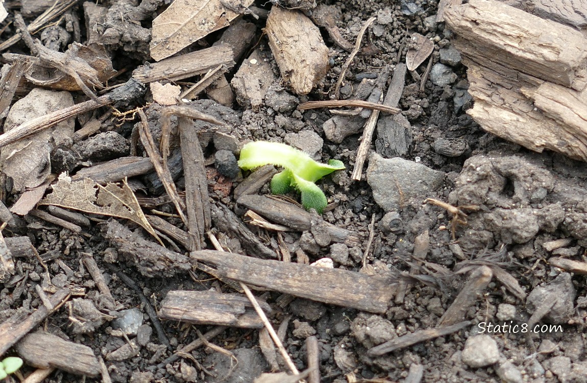 Cucumber seed germinating in the ground