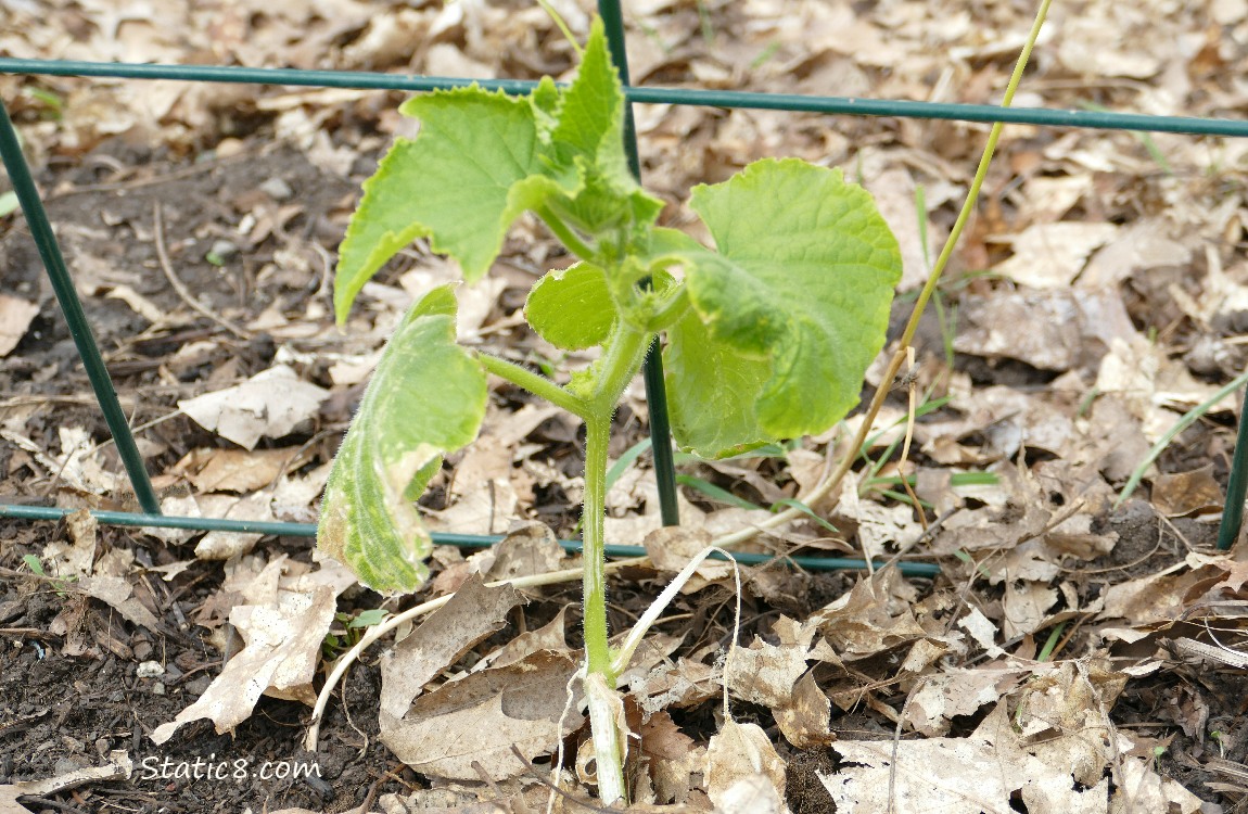 Small cucumber plant growing at the base of a wire trellis