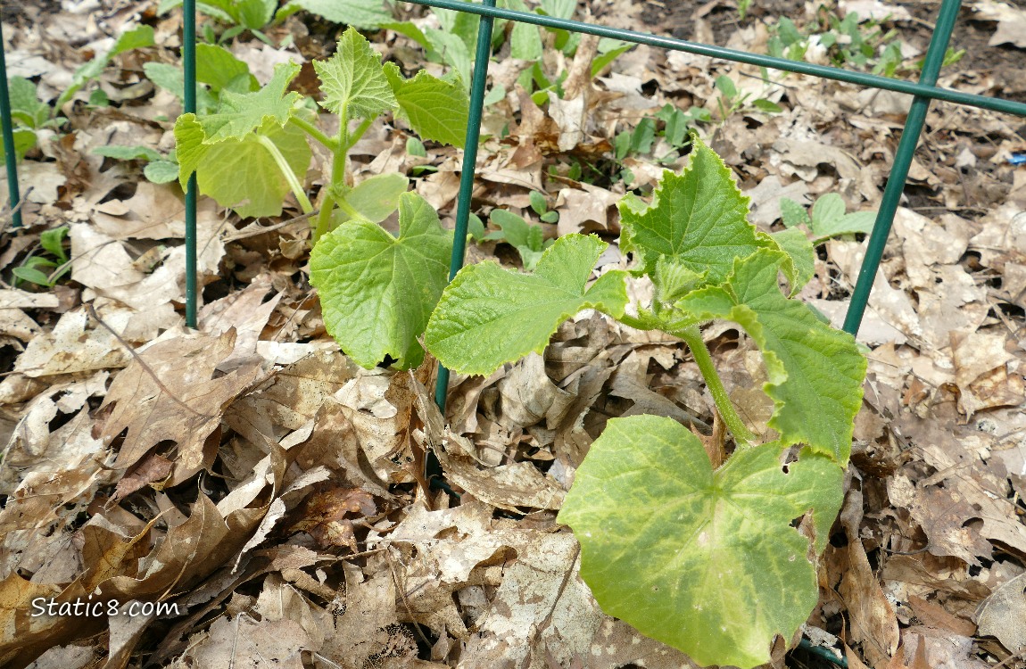 Small cucumber plants growing at the base of a wire trellis