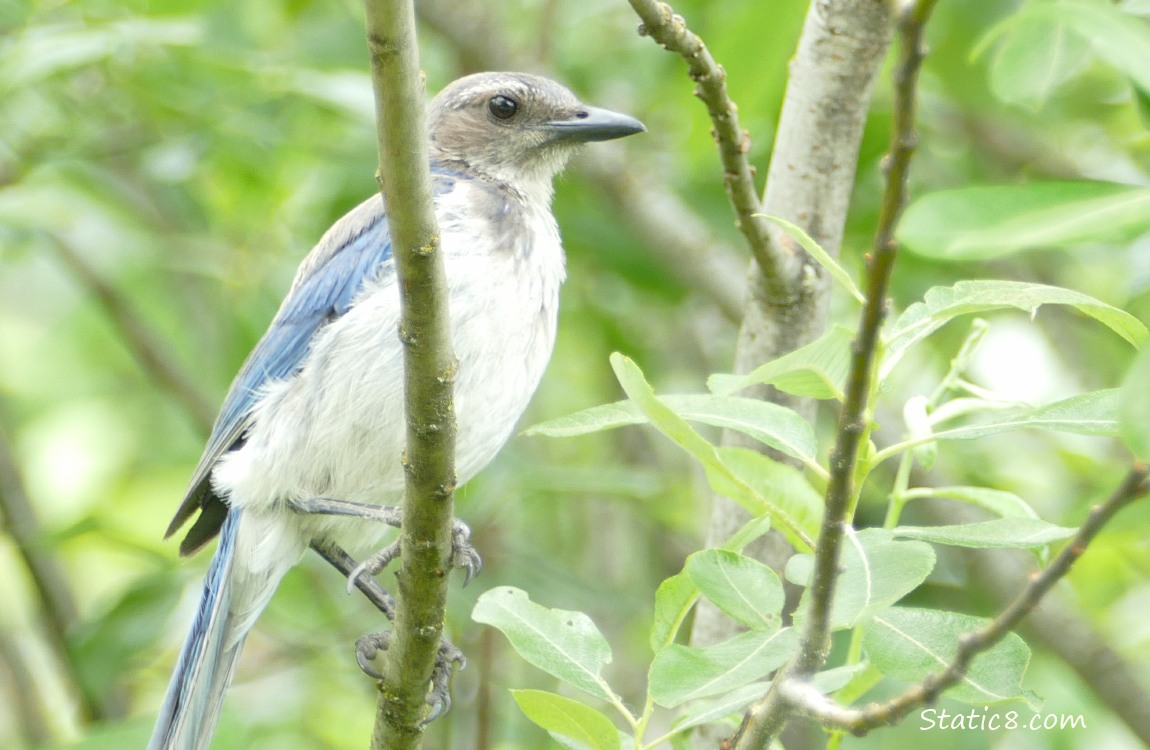 Scrub Jay standing on a twig