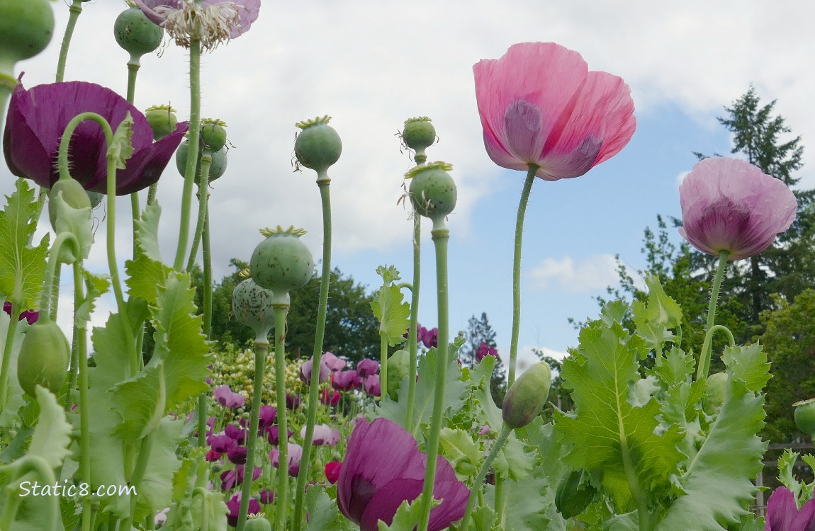 Poppy blooms against a cloudy sky