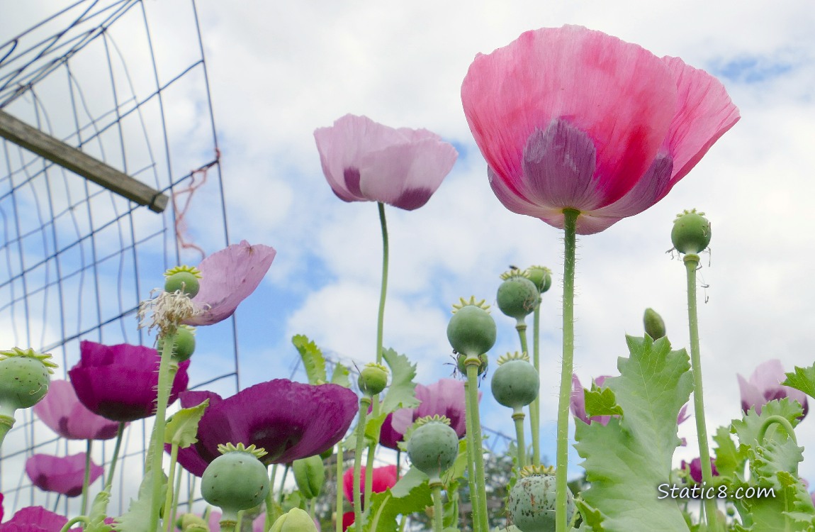 Poppy blooms against a cloudy sky