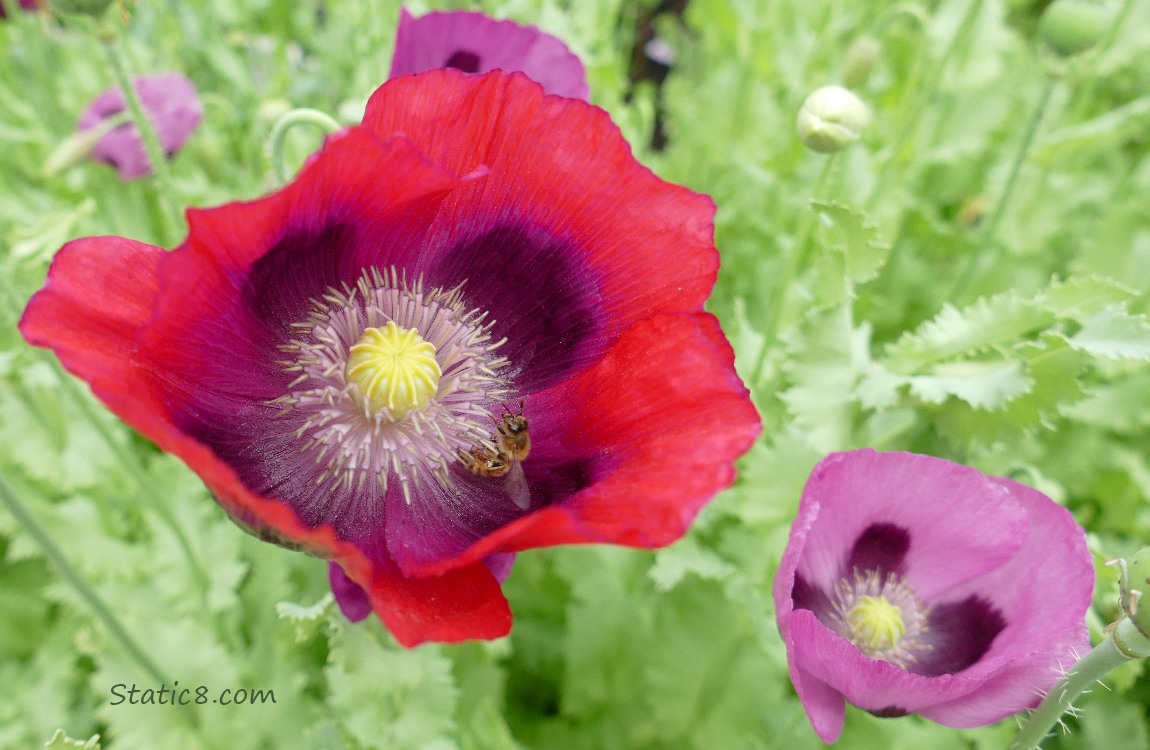 Red and purple Poppy blooms with a Honey Bee pollinating one