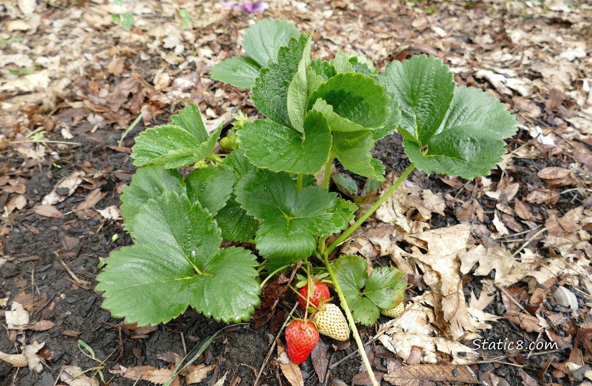 Strawberry fruits ripening on the plant