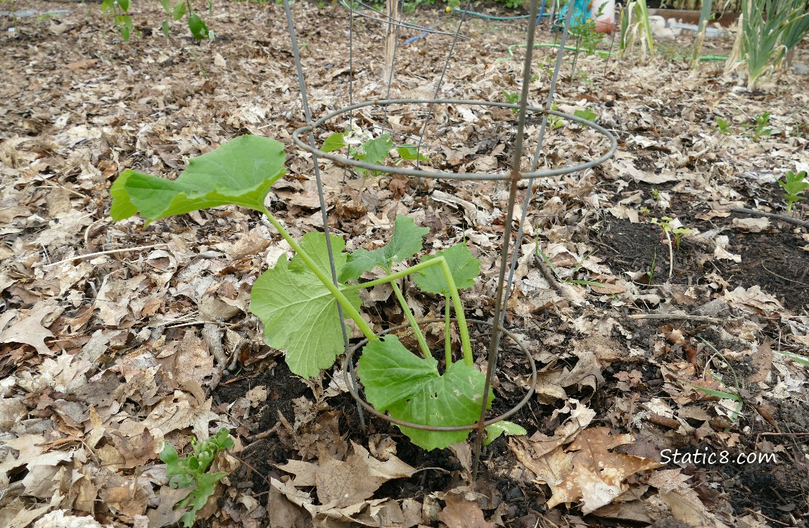 Squash plant with a broken stem