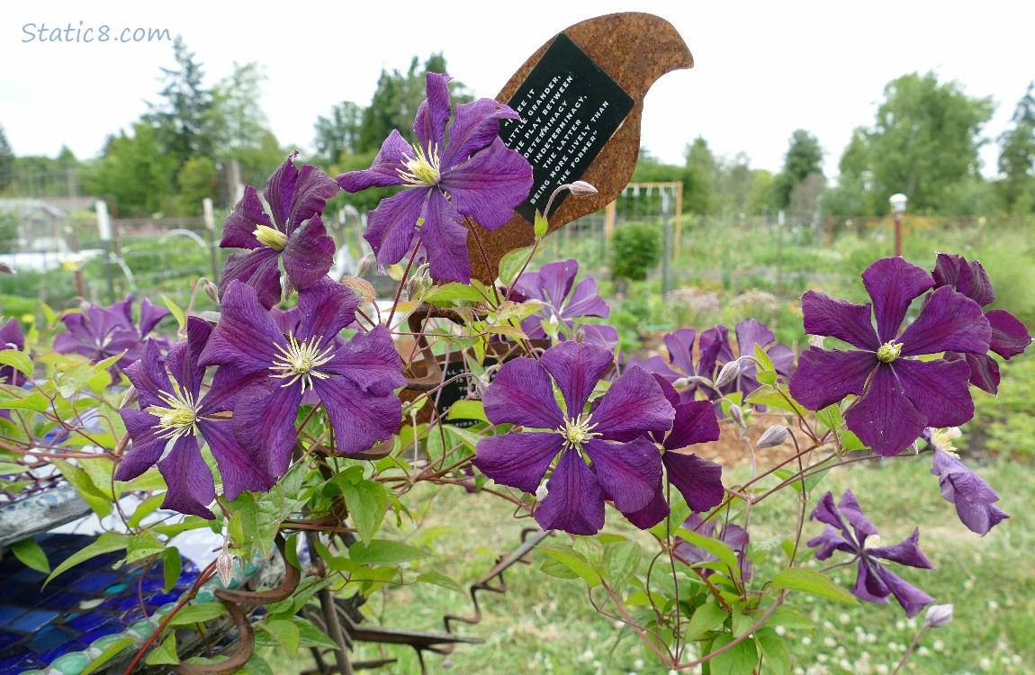 Purple Clematis blooms surrounding an art installation at the garden