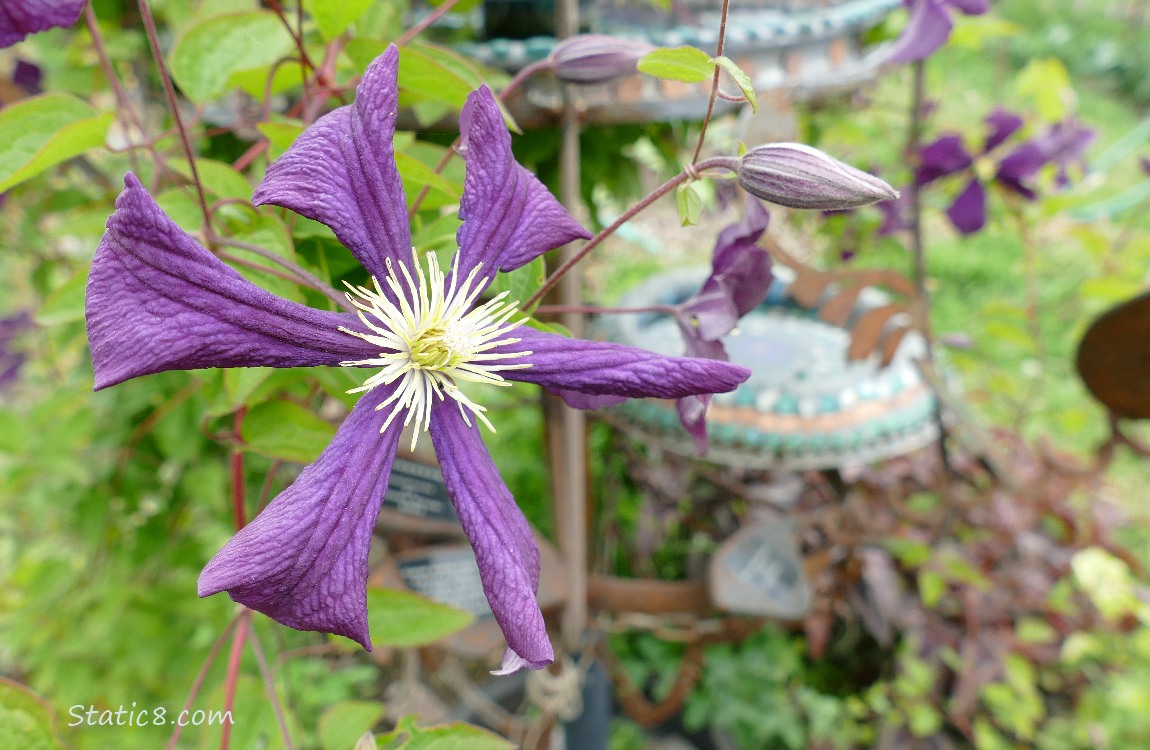 Purple Clematis blooms