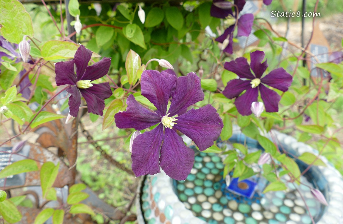 Purple Clematis blooms on the bird bath