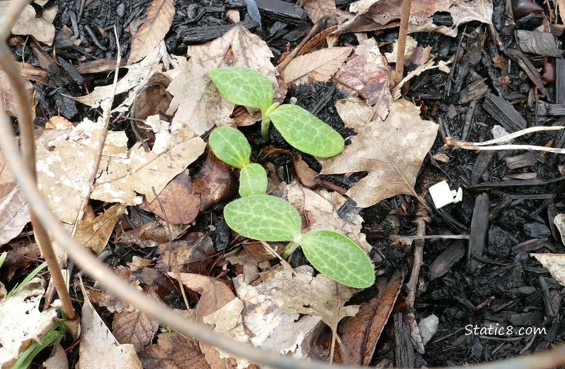 Squash seedlings growing in the ground