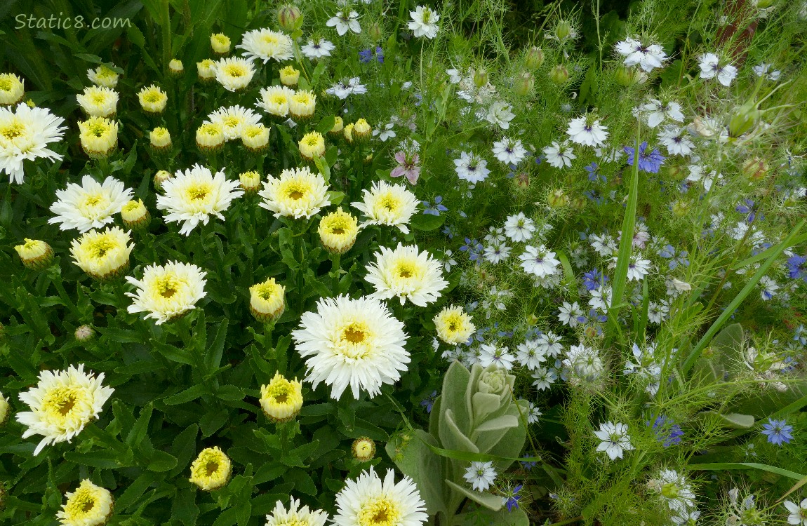 Daisy blooms next to Love Mist blooms