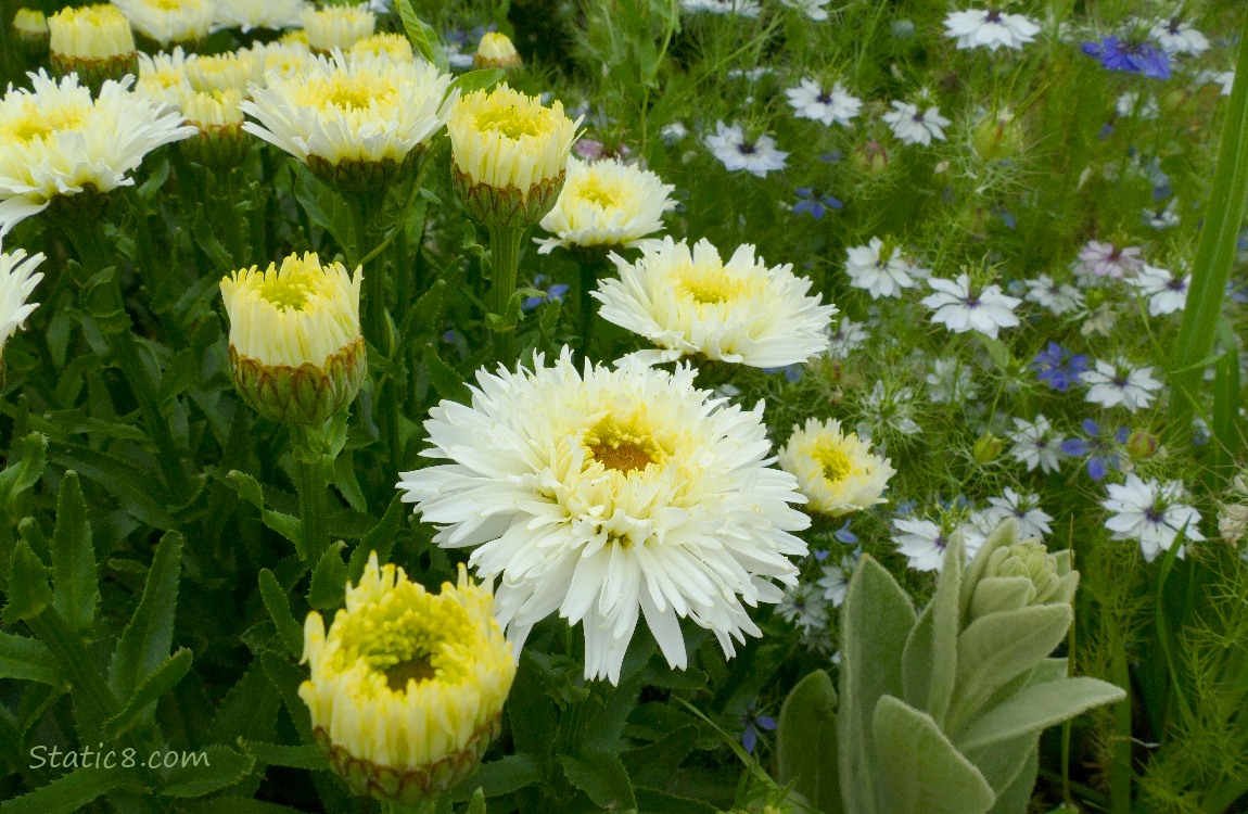 Daisy blooms next to Love Mist blooms