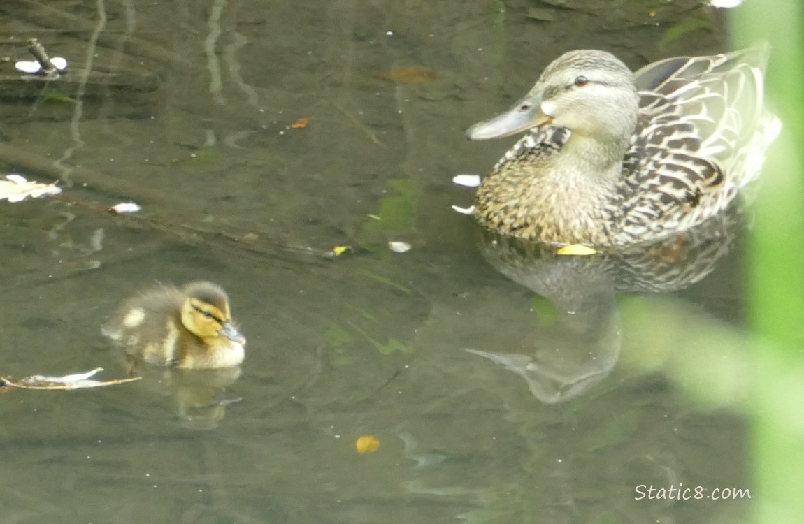 Baby duckling and Mama Mallard paddling on the water