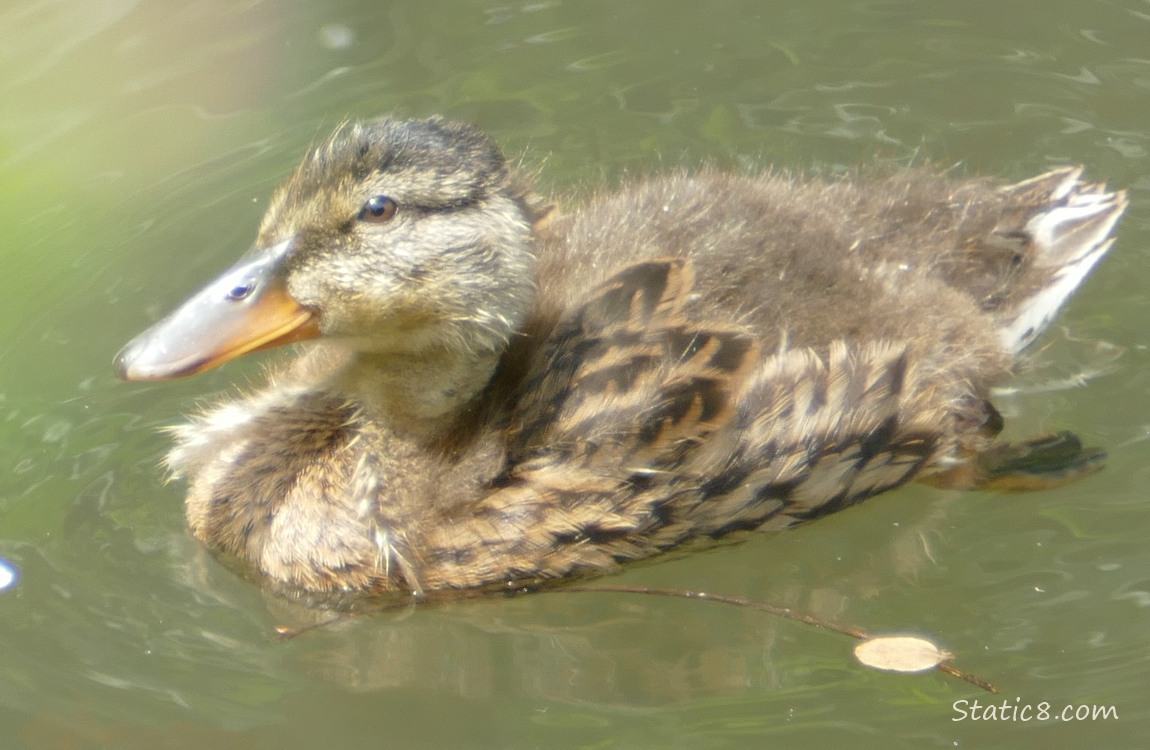 Mallard duckling paddling on the water