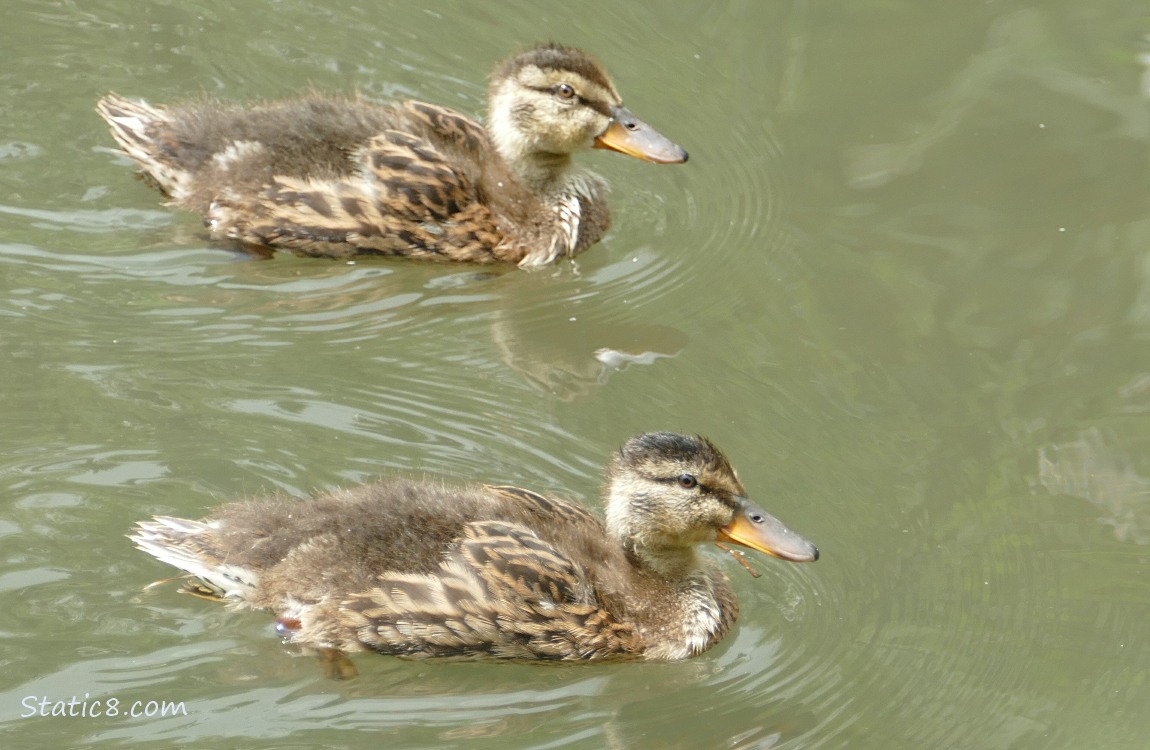 Ducklings paddling on the water