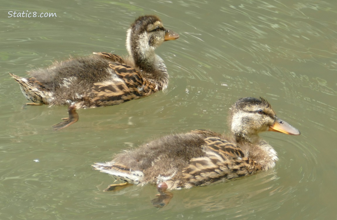 Ducklings paddling on the water